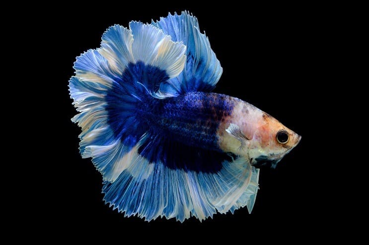 Drugelis Betta