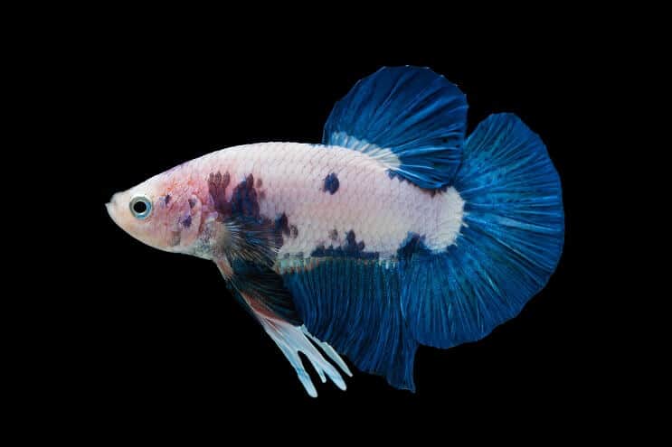 Marmuras Betta