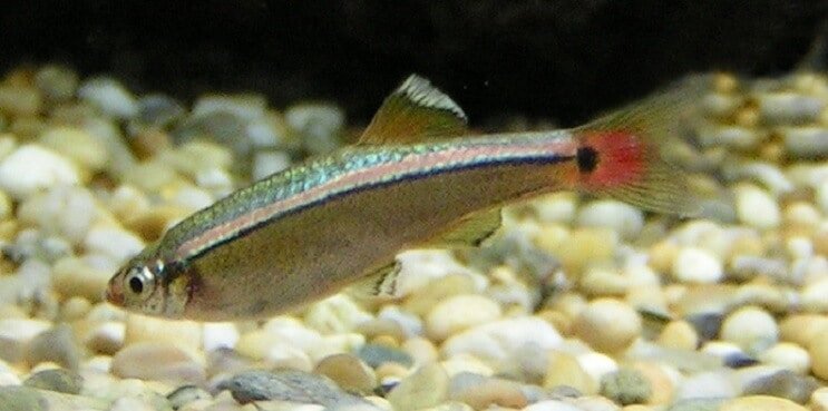 Baltojo debesies kalno Minnow apžvalga