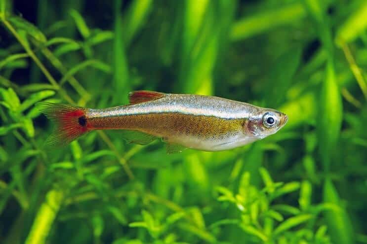 Baltojo debesies kalnas Minnow išvaizda