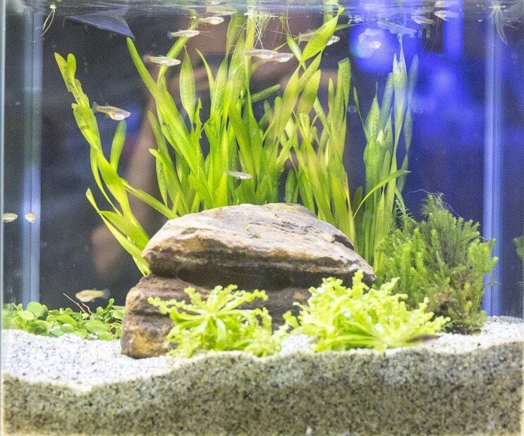 Baltojo debesies kalno Minnow tanko sąlygos