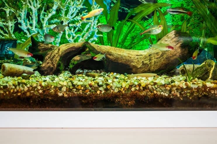 Baltojo debesies kalno „Minnow“ tankų draugai