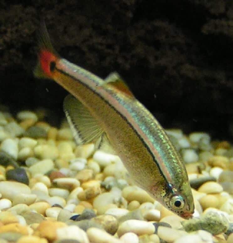 Baltojo debesies kalno Minnow dieta