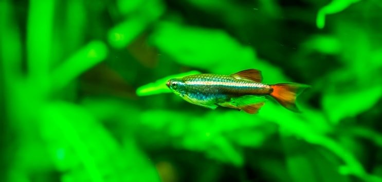 Baltojo debesies kalnas Minnow