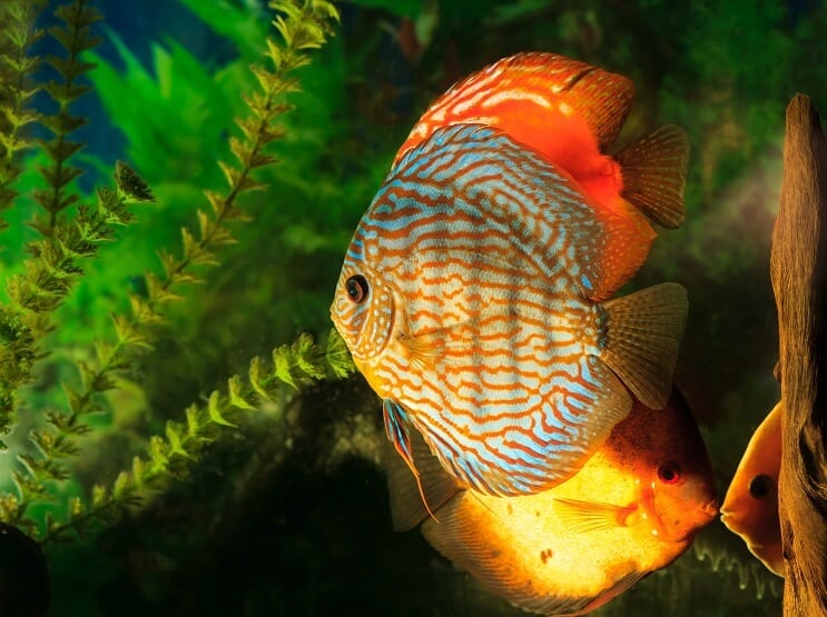 „Symphysodon Discus“