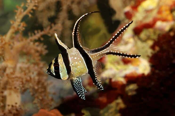 Banggai kardinolas