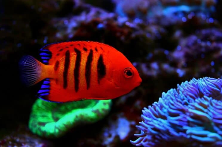 Liepsnos angelfishas