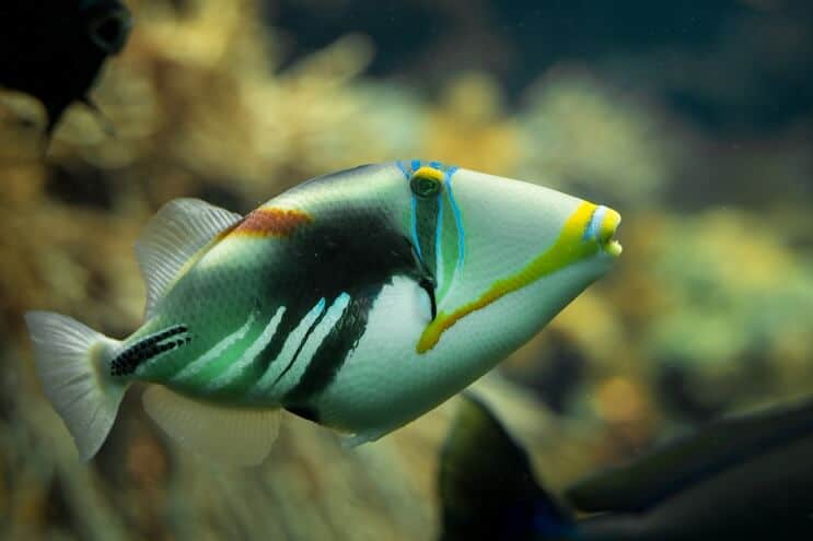 „Picasso Triggerfish“