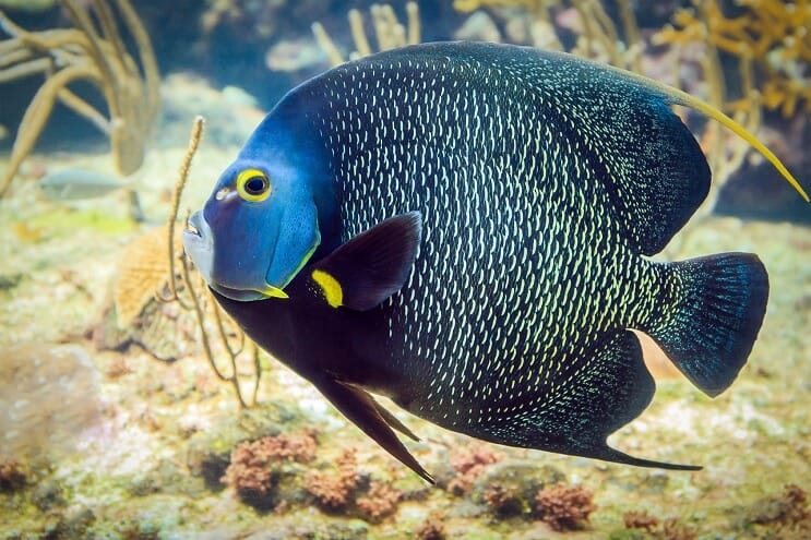 Prancūzijos angelfishas