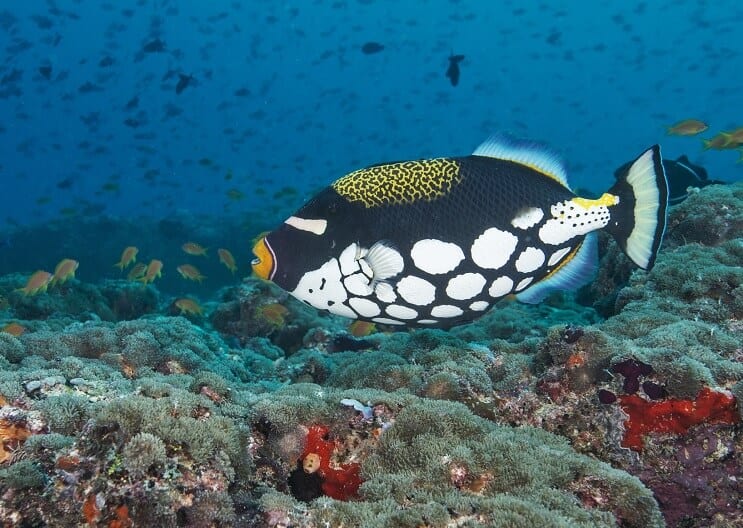 Klounas Triggerfish