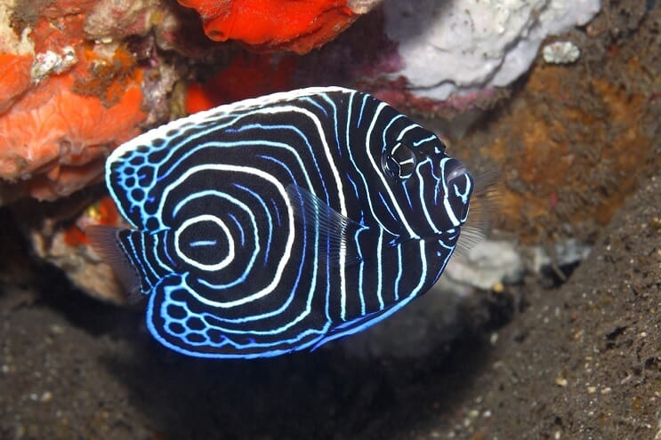 Nepilnamečių imperatorius Angelfishas
