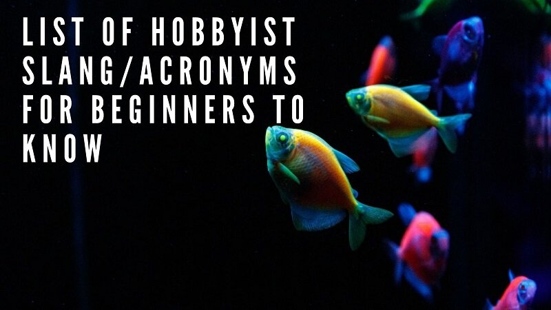 mėgėjų žargono_akronimų sąrašas pradedantiesiems žinoti