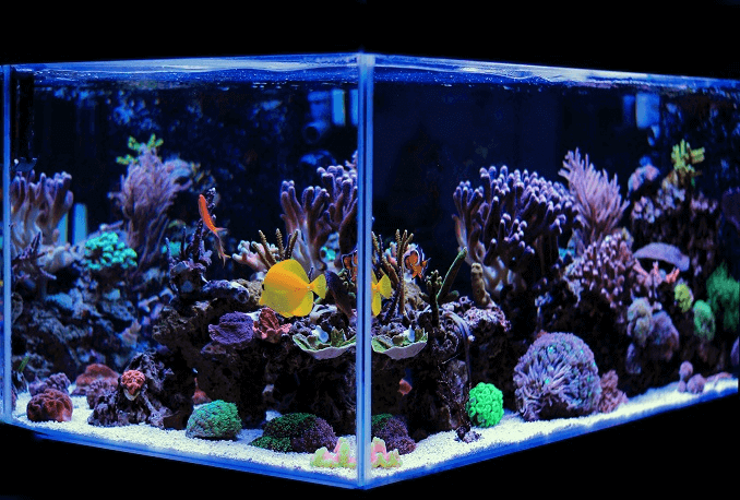 „Aquarium One“