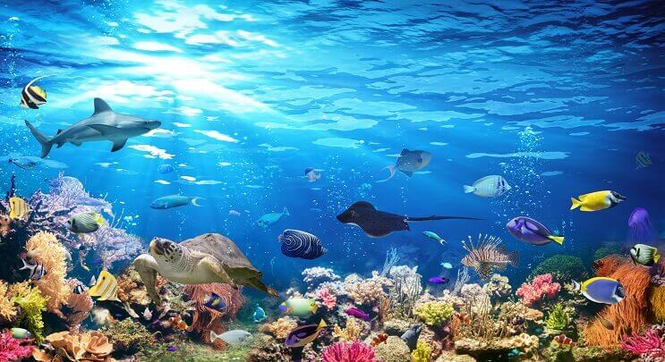 Sealife įvairovė