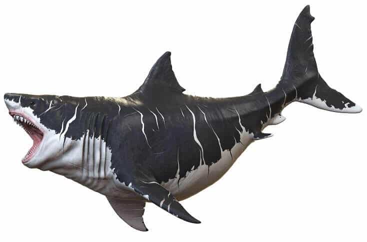 Megalodonas