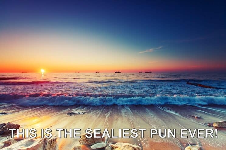„Sealiest Pun“ kada nors