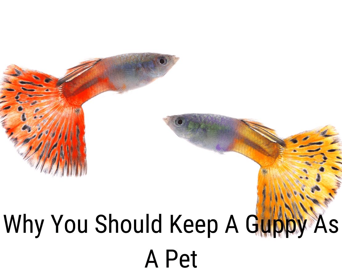 Kodėl turėtumėte laikyti guppy kaip naminį gyvūnėlį
