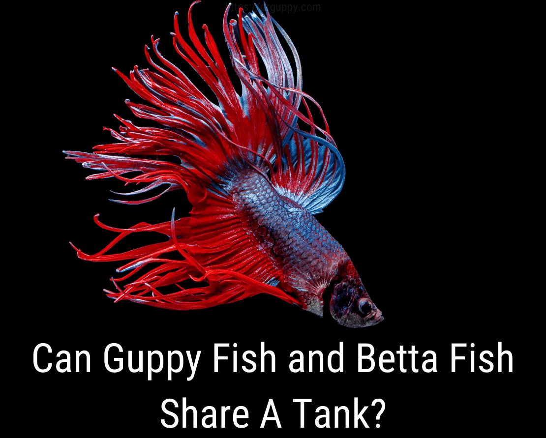 Ar „Guppy Fish“ ir „Betta Fish“ gali pasidalinti baku?
