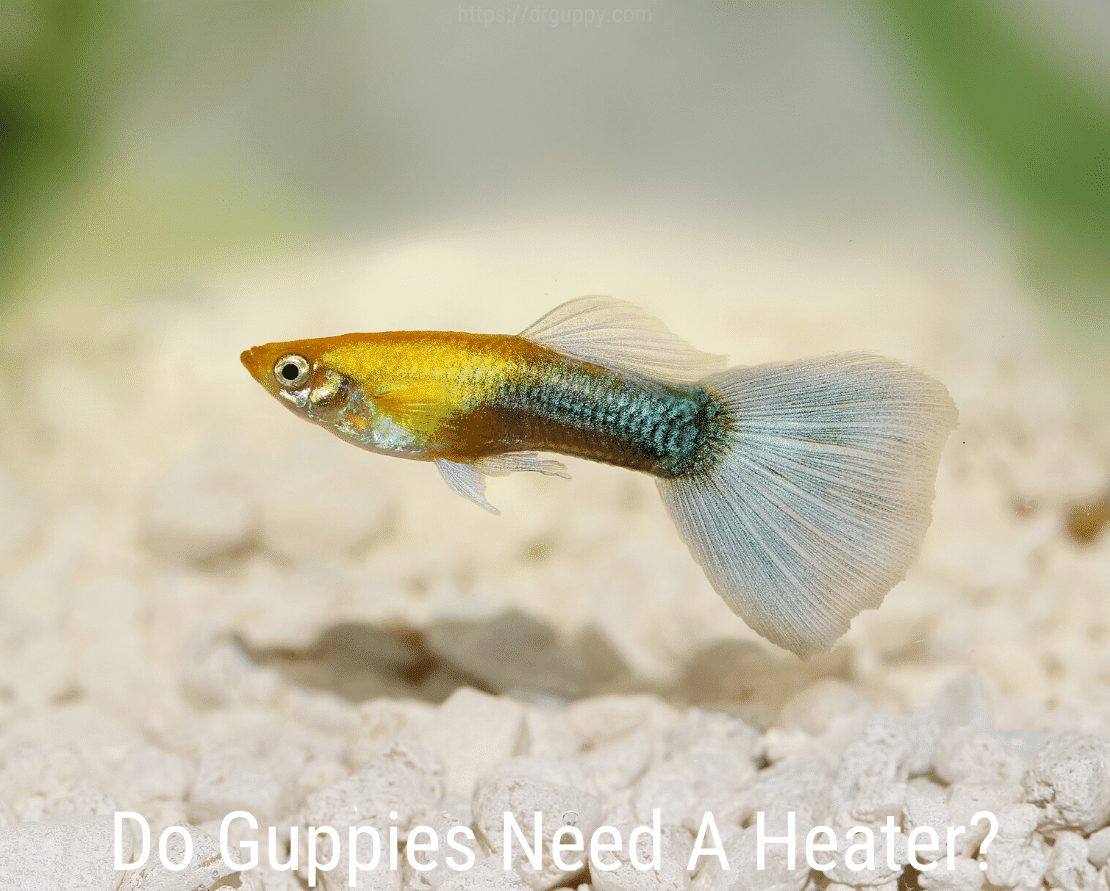 Ar „Guppies“ reikia šildytuvo?