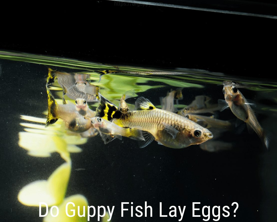 Ar „Guppy Fish“ deda kiaušinius?