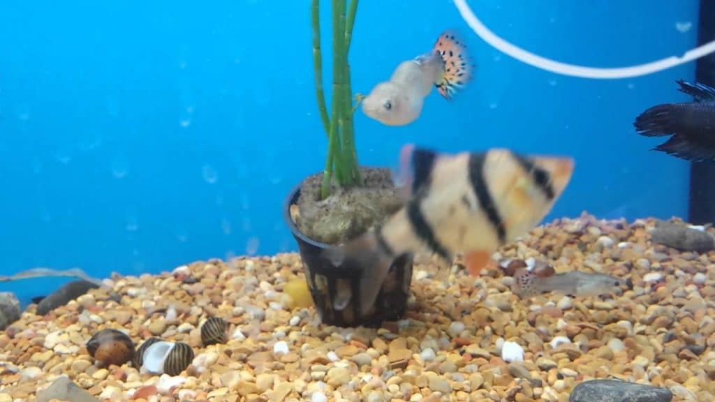 Guppy sulenktas stuburas - skoliozė ir tuberkuliozė