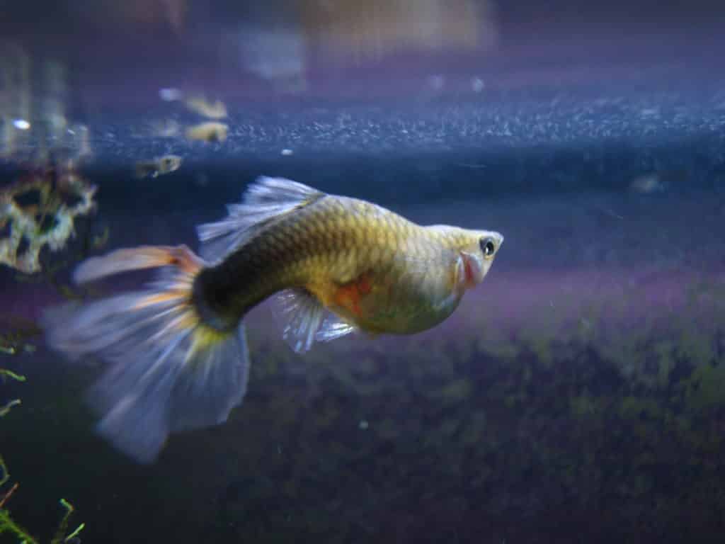 Guppy Fish Dropsy - priežastys ir galimas gydymas
