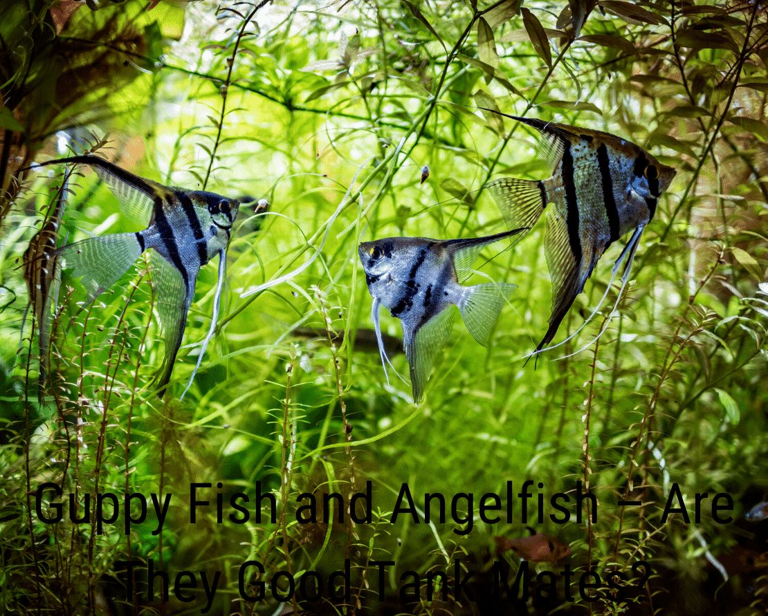 Guppy Fish ir Angelfish - ar jie geri tankų draugai?