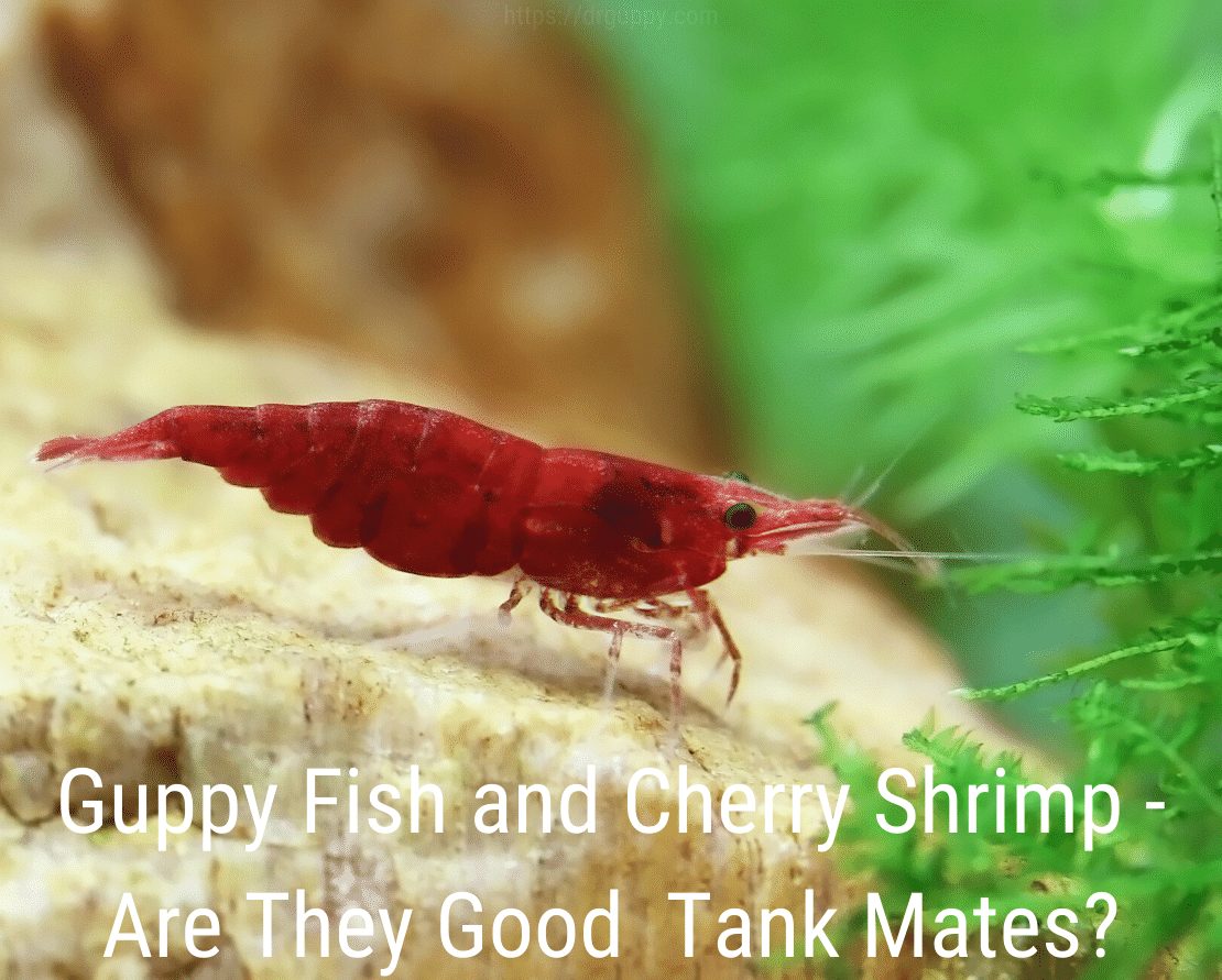 „Guppy Fish“ ir vyšnių krevetės - ar jie geri tankų draugai?