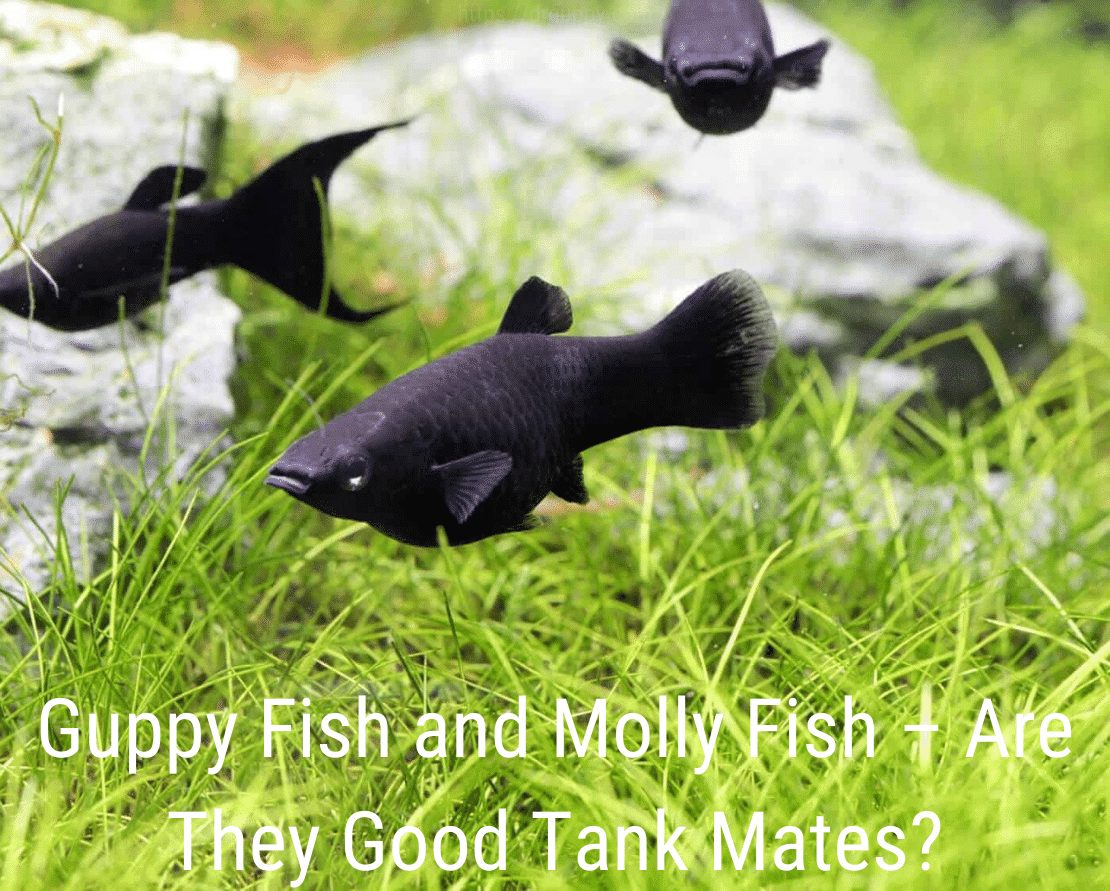 „Guppy Fish“ ir „Molly Fish“ - ar jie geri tankų draugai?