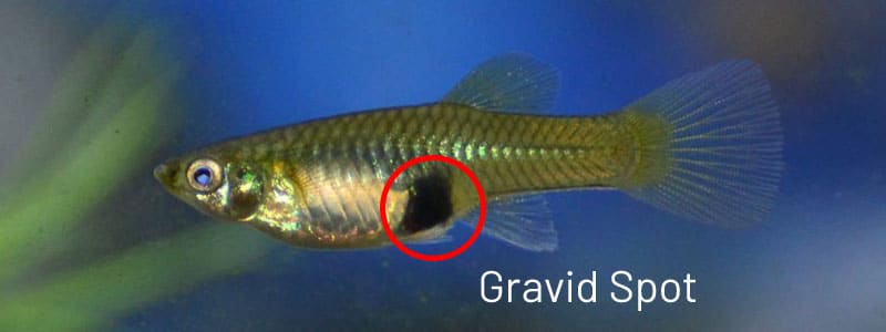 Patelė guppy gravid dėmė.