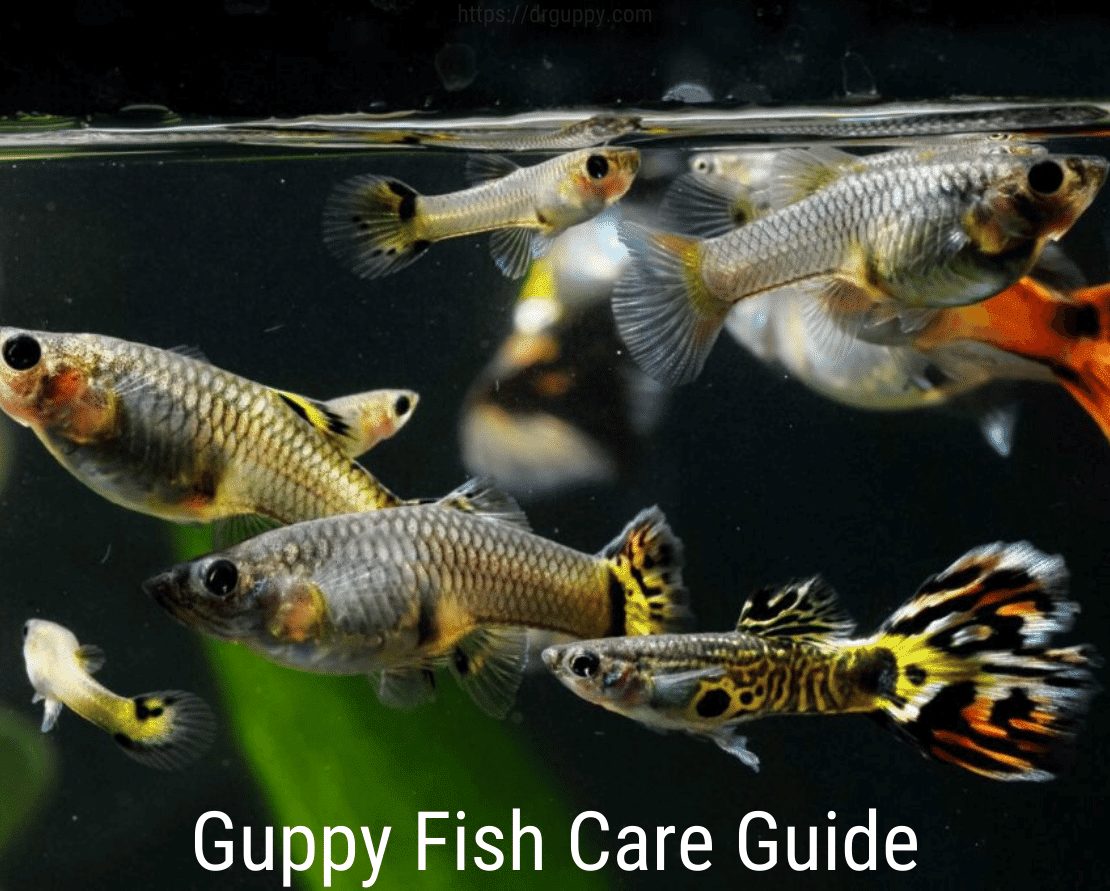 „Guppy“ žuvų priežiūros vadovas