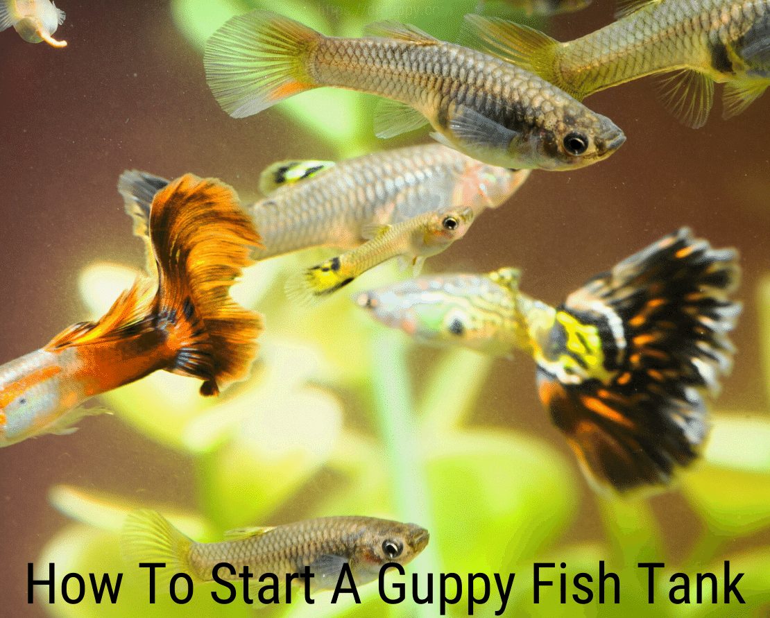 Kaip pradėti „Guppy“ žuvų baką?