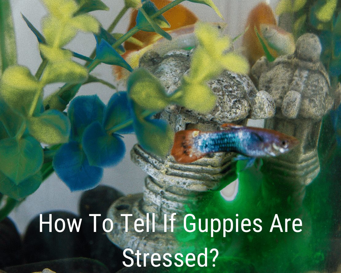Kaip sužinoti, ar guppies patiria stresą