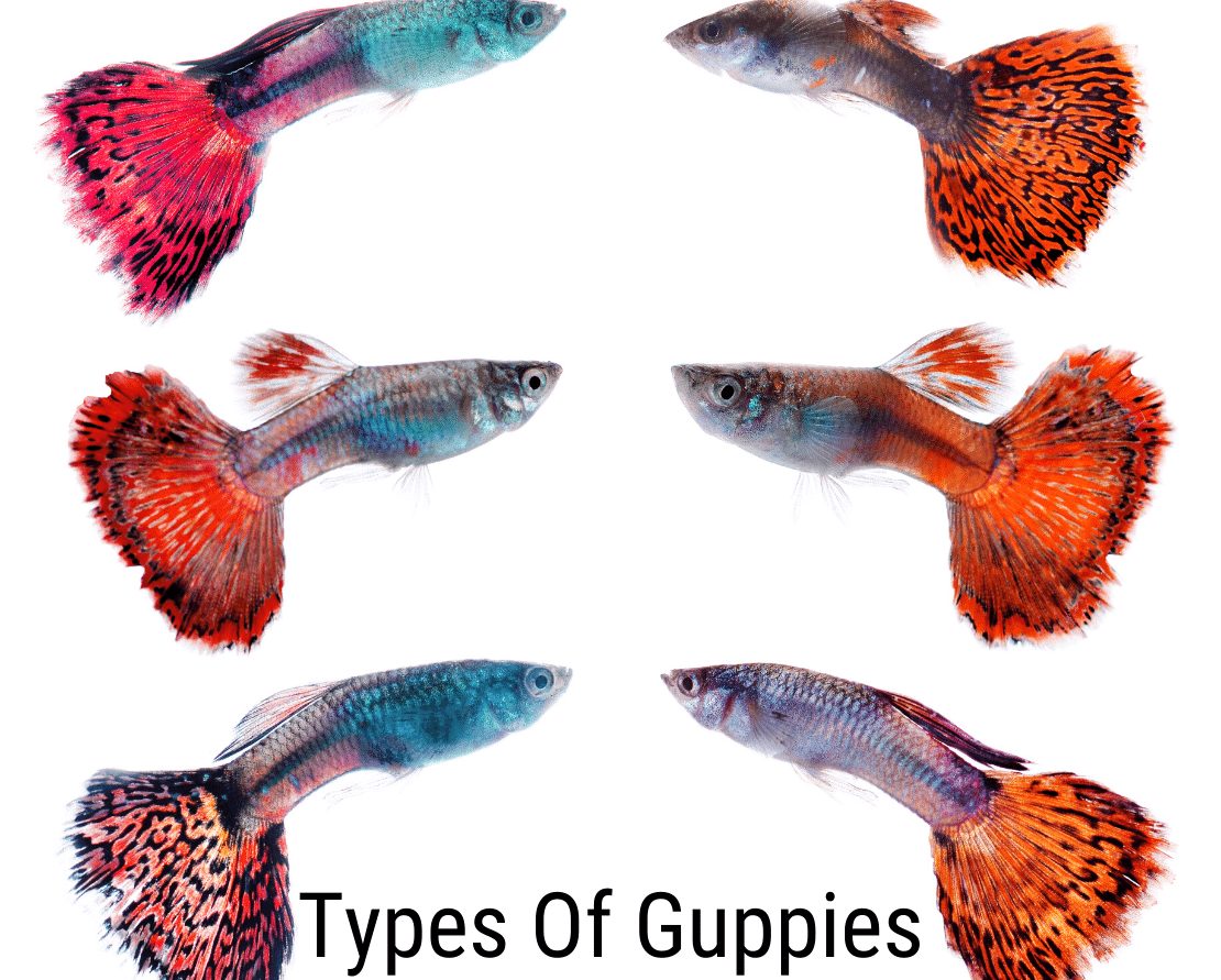 „Guppy“ tipai: viskas, ką reikia žinoti