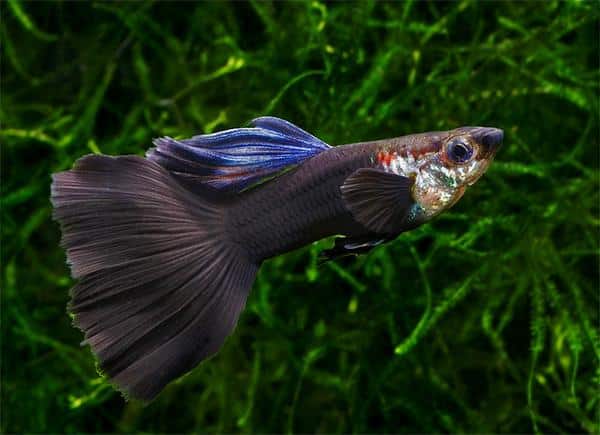 Juodoji guppy.
