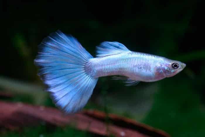 „Neon Blue Guppy“.