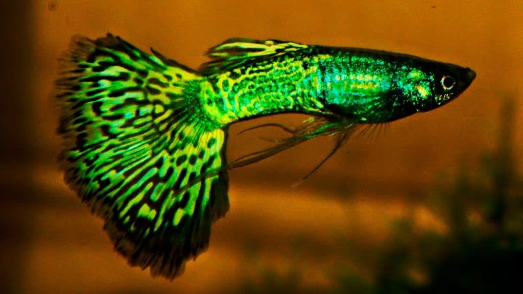 „Green Metalhead Cobra Guppy“