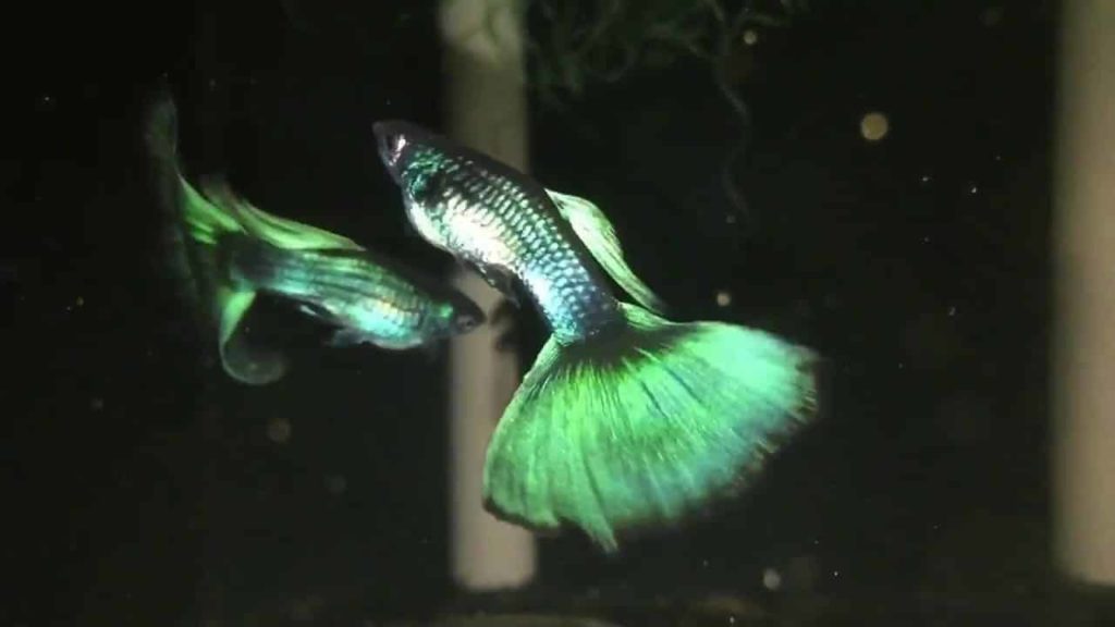 Žalioji Maskvos guppy