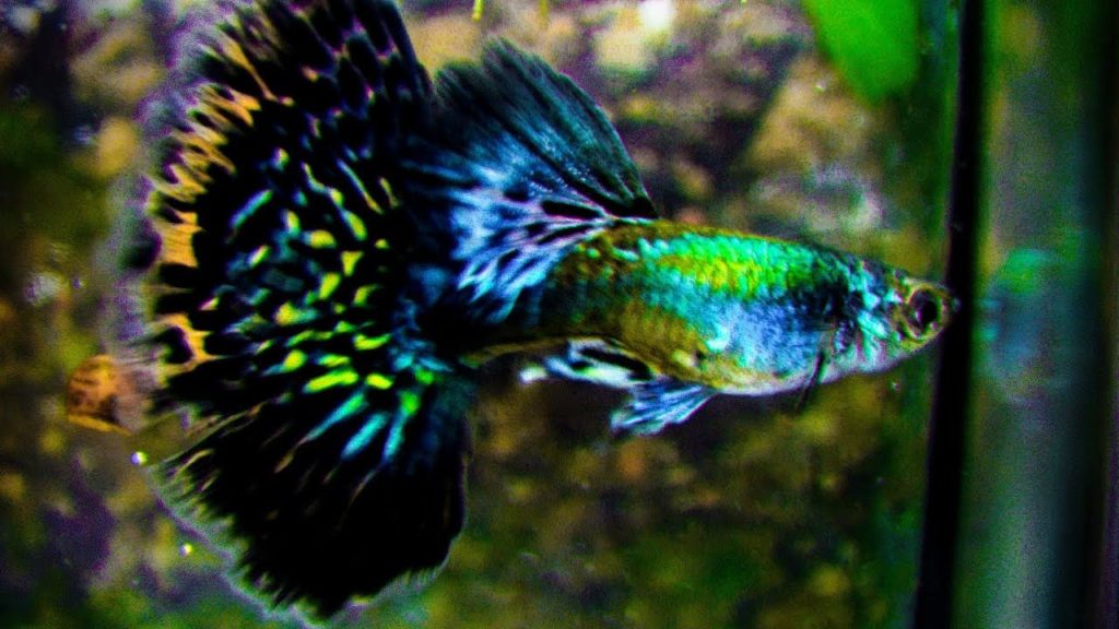 Pusmėnulio žalia guppy.