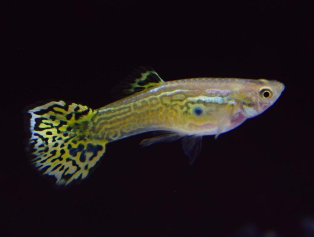 „Green Cobra Guppy“.