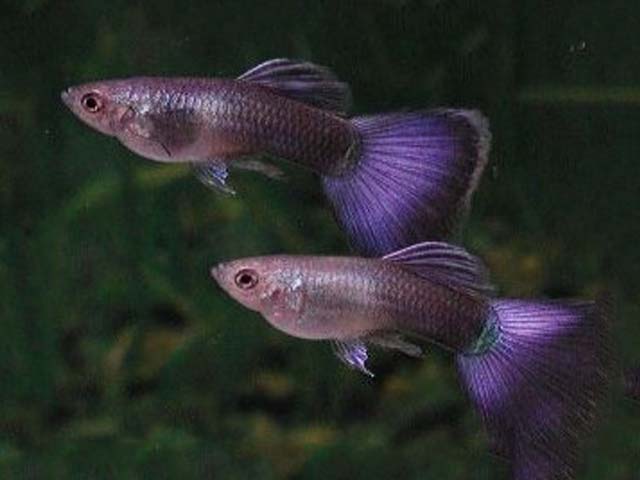 Violetiniai Guppies.