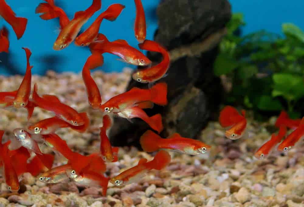 Šviesiaplaukė raudona guppy