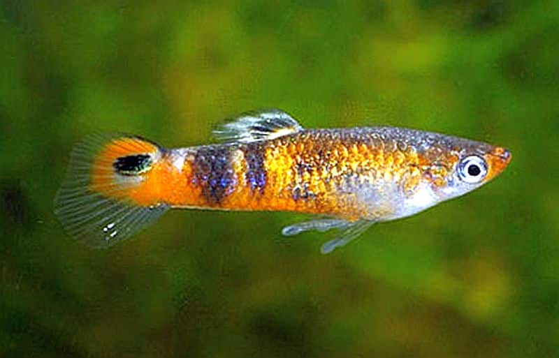 Oranžinis guppy.