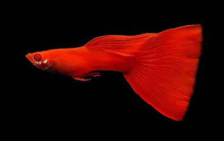 Pilnas raudonasis Albino Guppy.