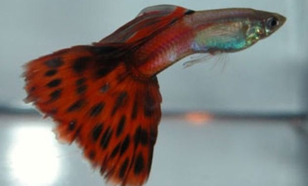 Raudonas dviejų spalvų guppy