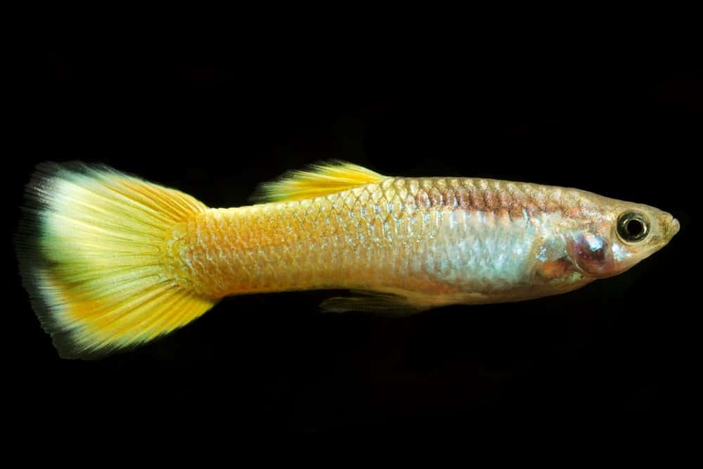 Geltonasis guppy.