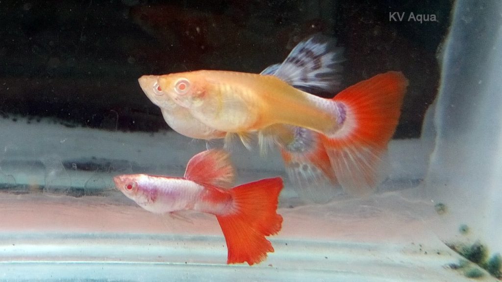 Raudonoji uodega Albino Guppy