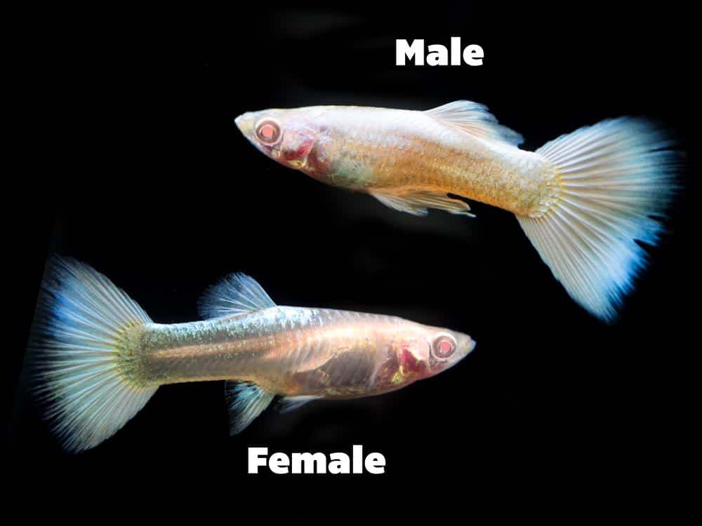 Platinos „Albino Guppy“.