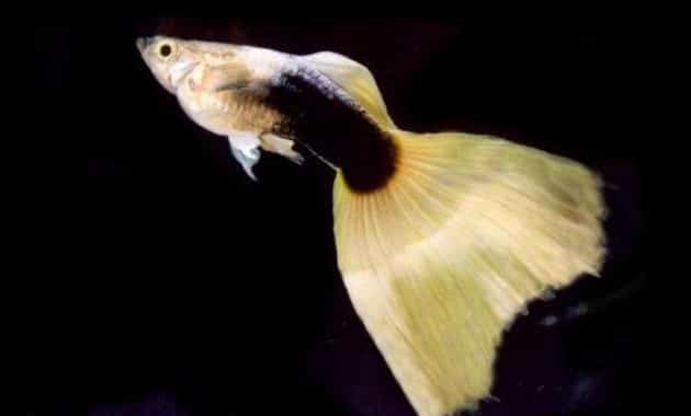 Pusiau juodas geltonasis guppy