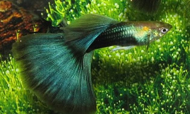 Pusiau juodas „Green Guppy“.